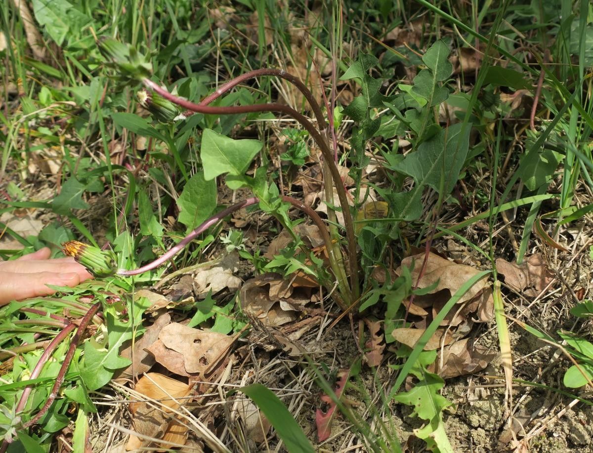 Taraxacum aginnense habit