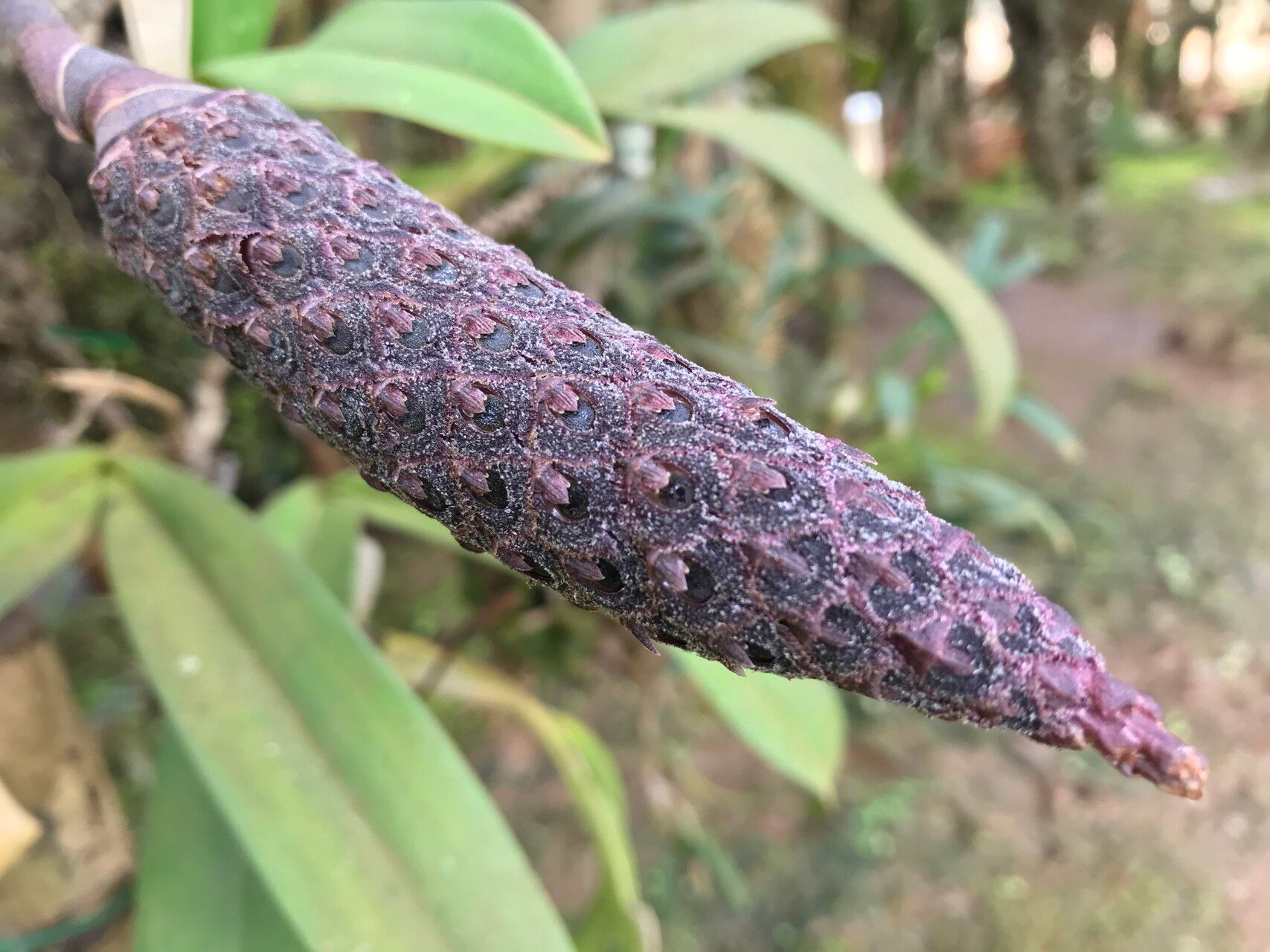Bulbophyllum coriophorum — search result for 'Bulbophyllum'