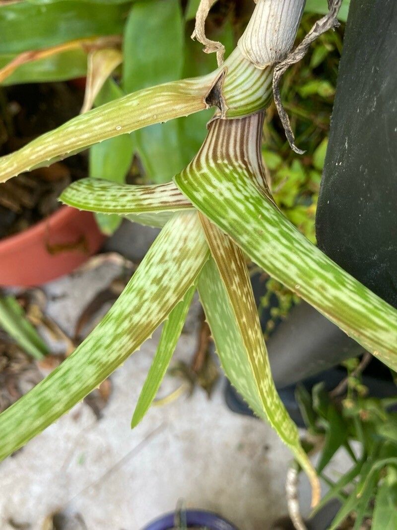 Aloe inamara leaf
