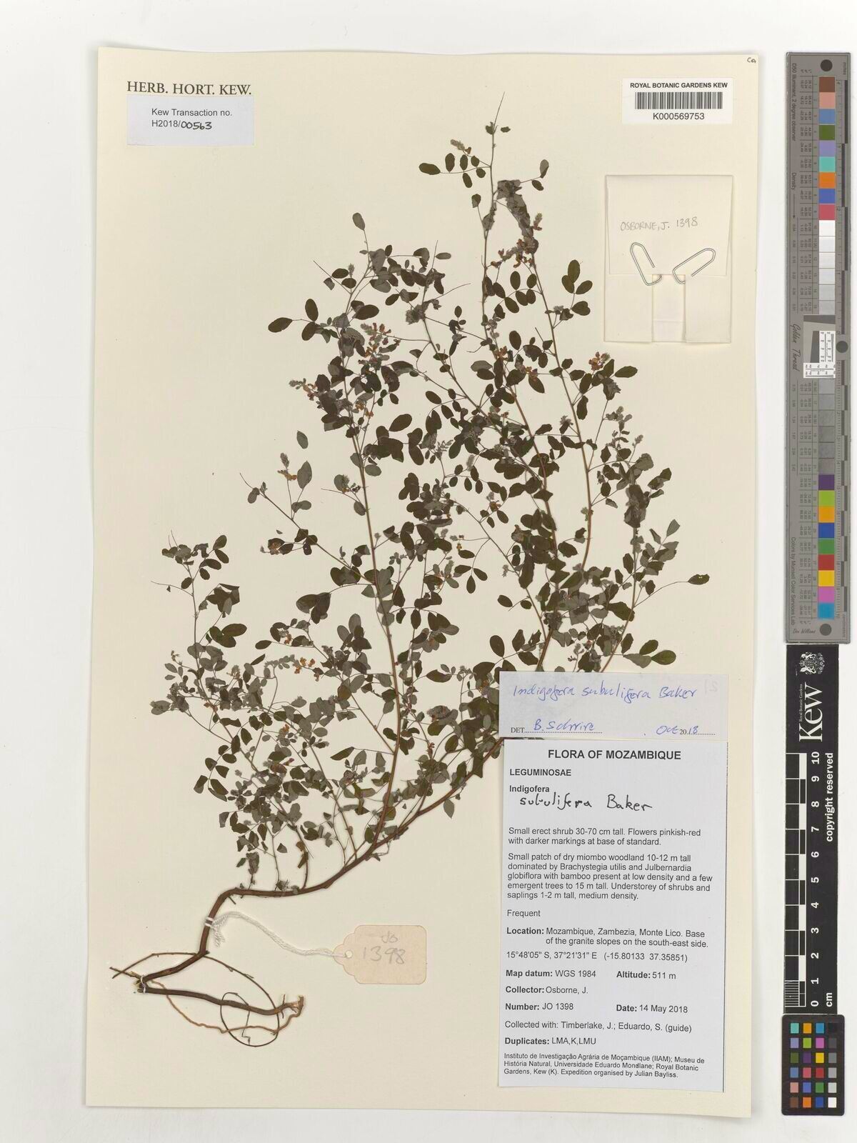 Indigofera subulifera — houseplant care guide