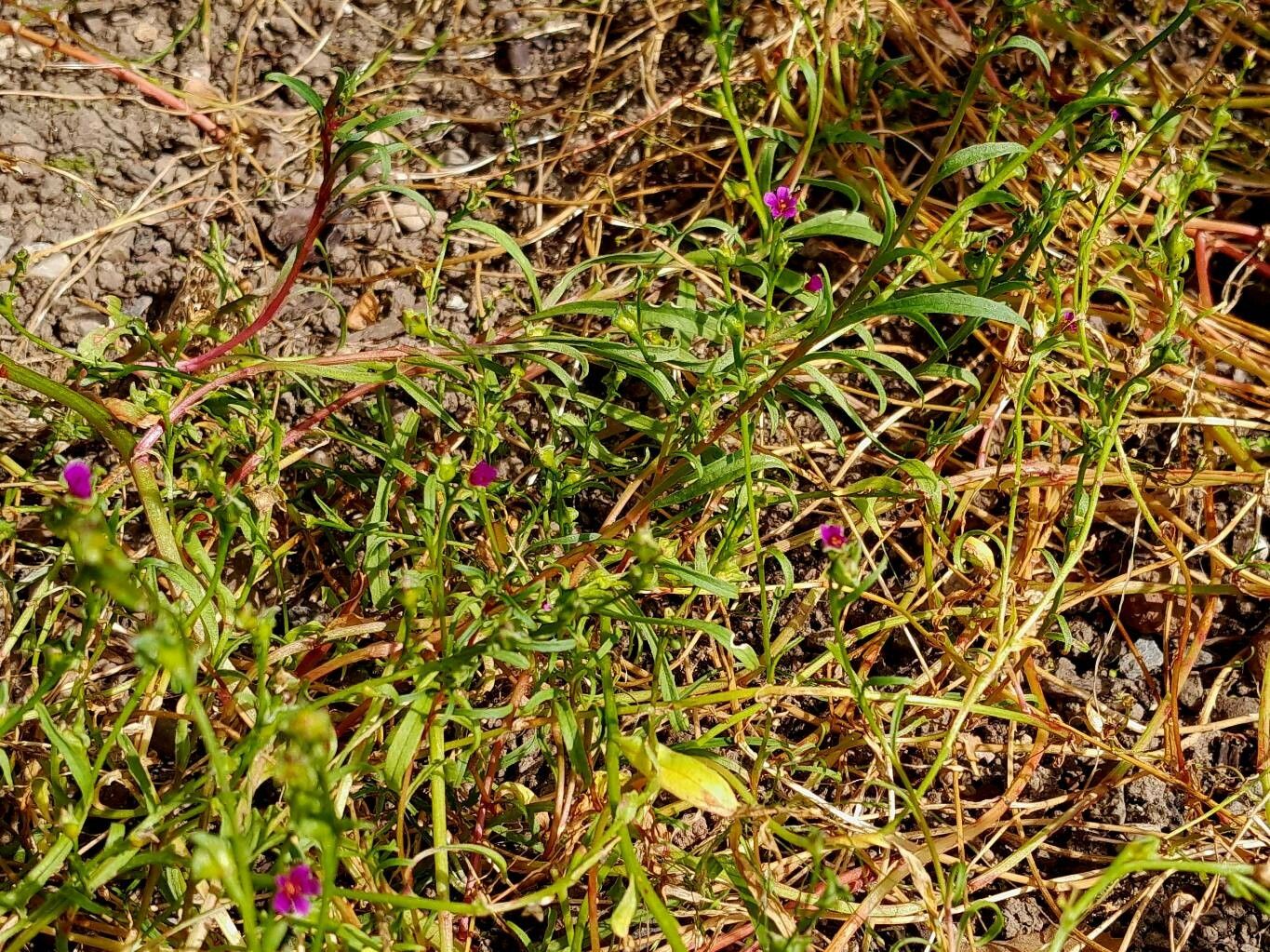 Calandrinia ciliata flower