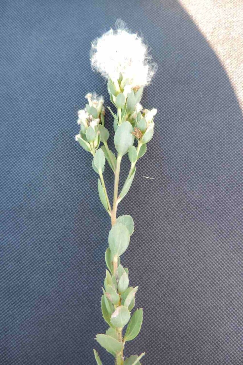 Baccharis sessiliflora leaf