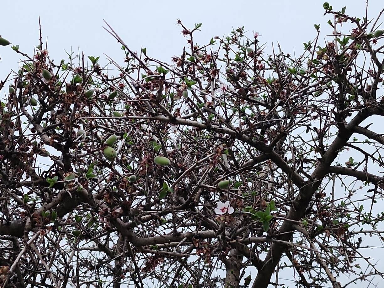 Prunus elaeagrifolia habit