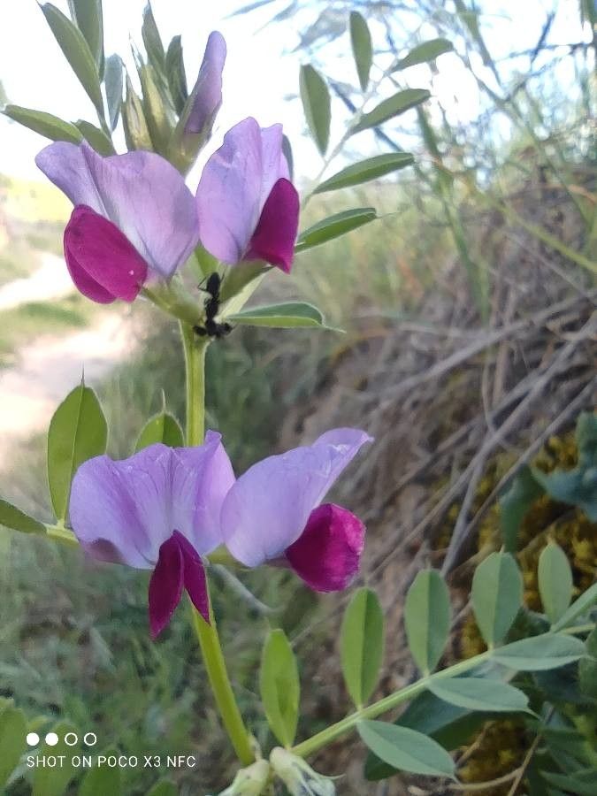 Vicia macrocarpa flower