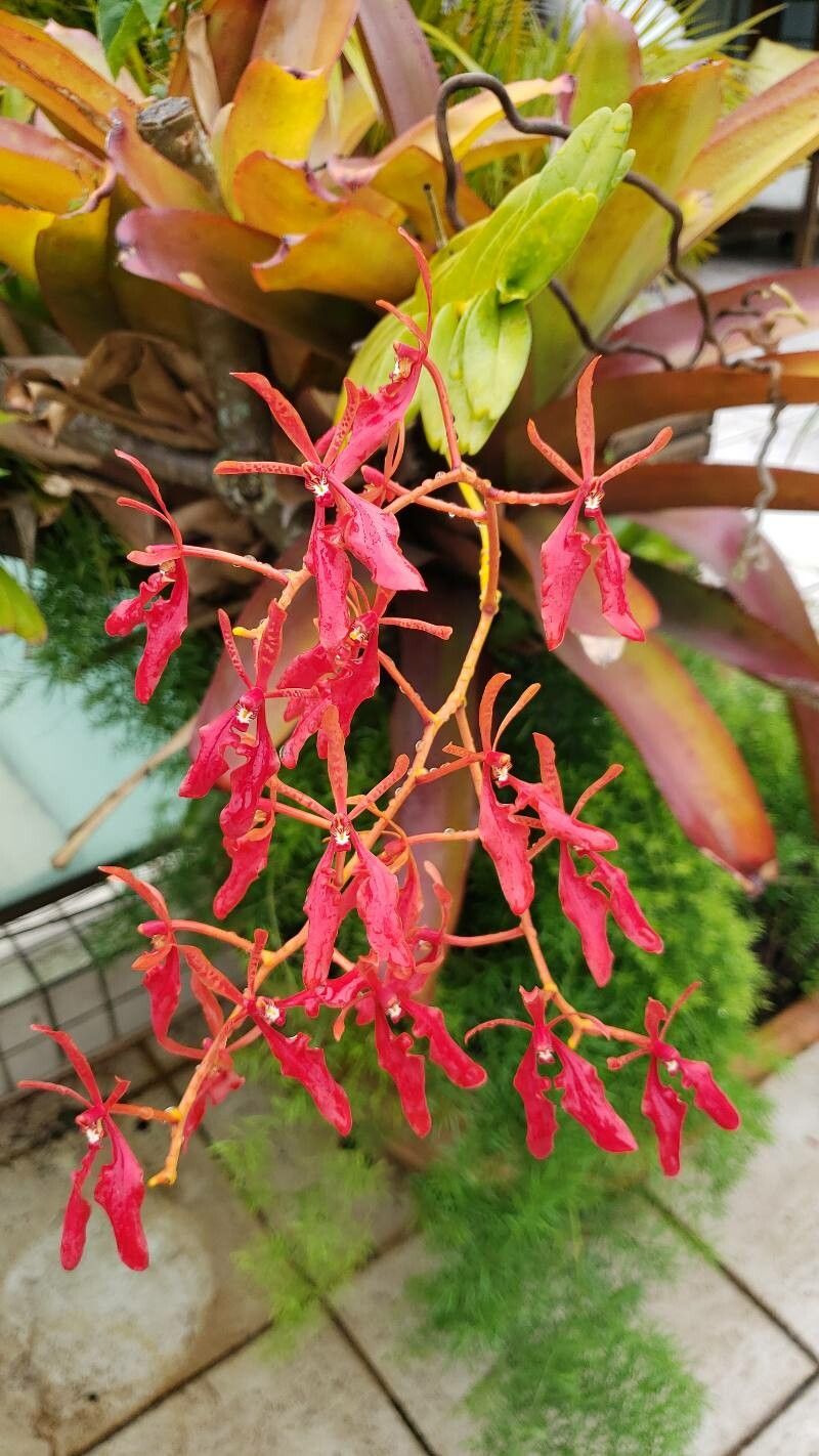 Renanthera vietnamensis habit