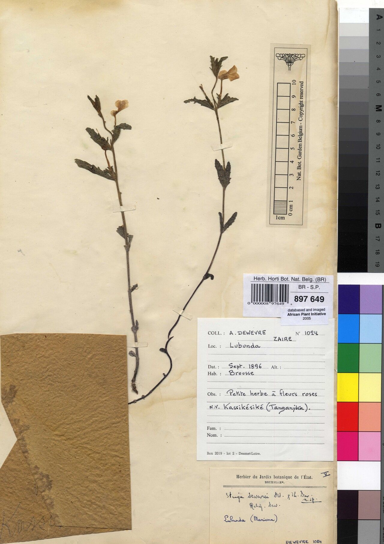 Striga dewevrei — houseplant care guide