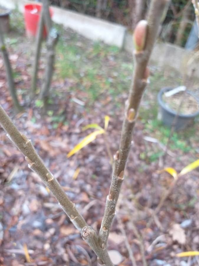 Salix schwerinii bark