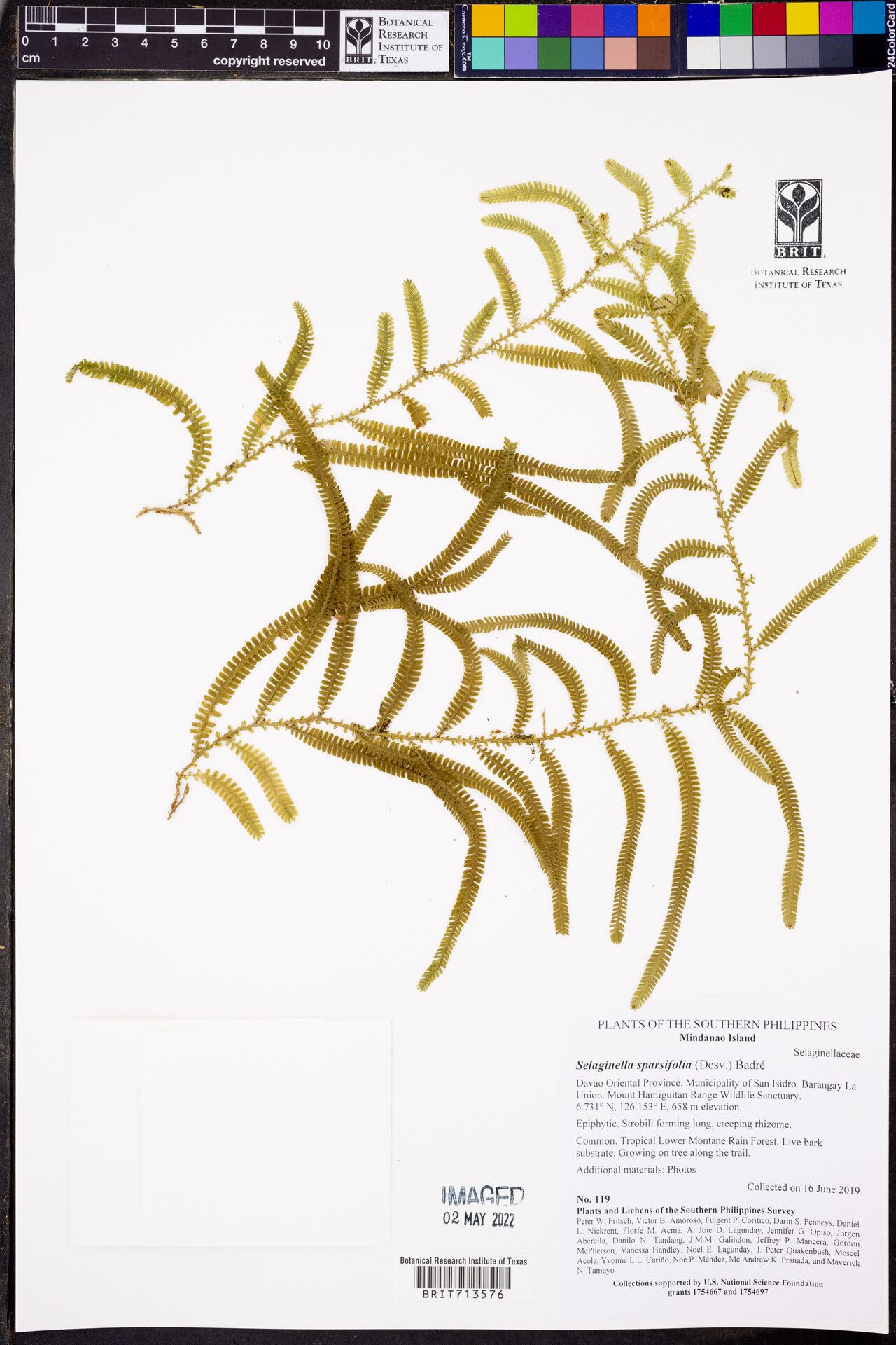 Selaginella sparsifolia — houseplant care guide