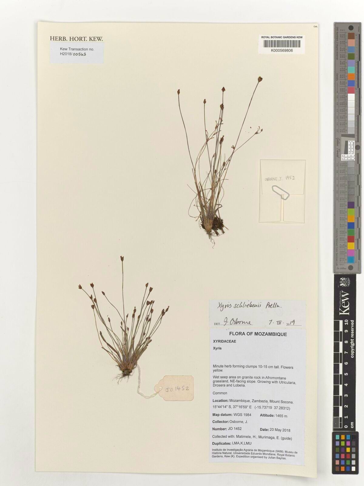 Xyris schliebenii — houseplant care guide