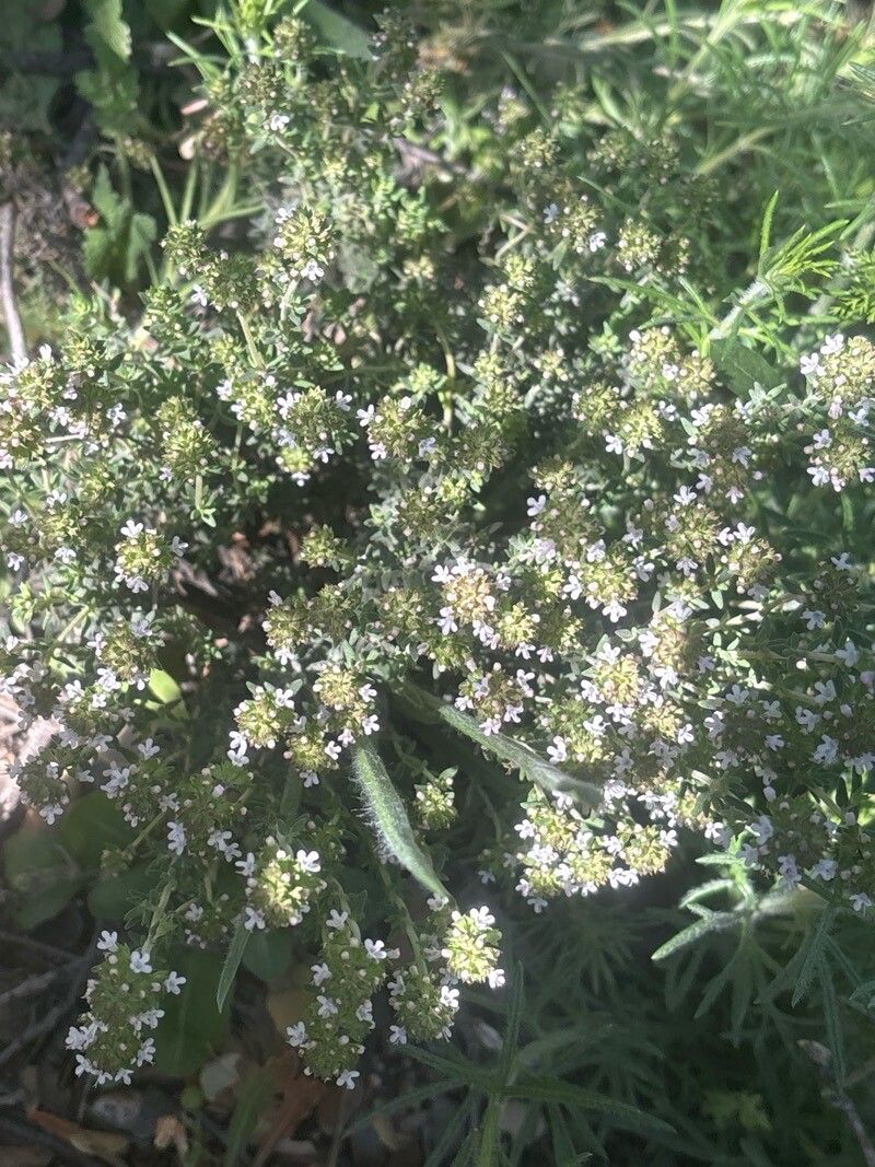 Thymus lacaitae habit