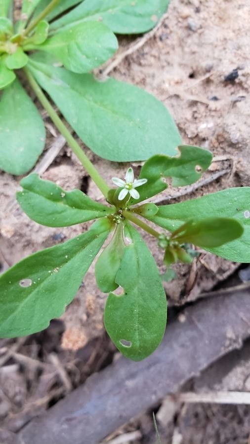 Mollugo nudicaulis flower
