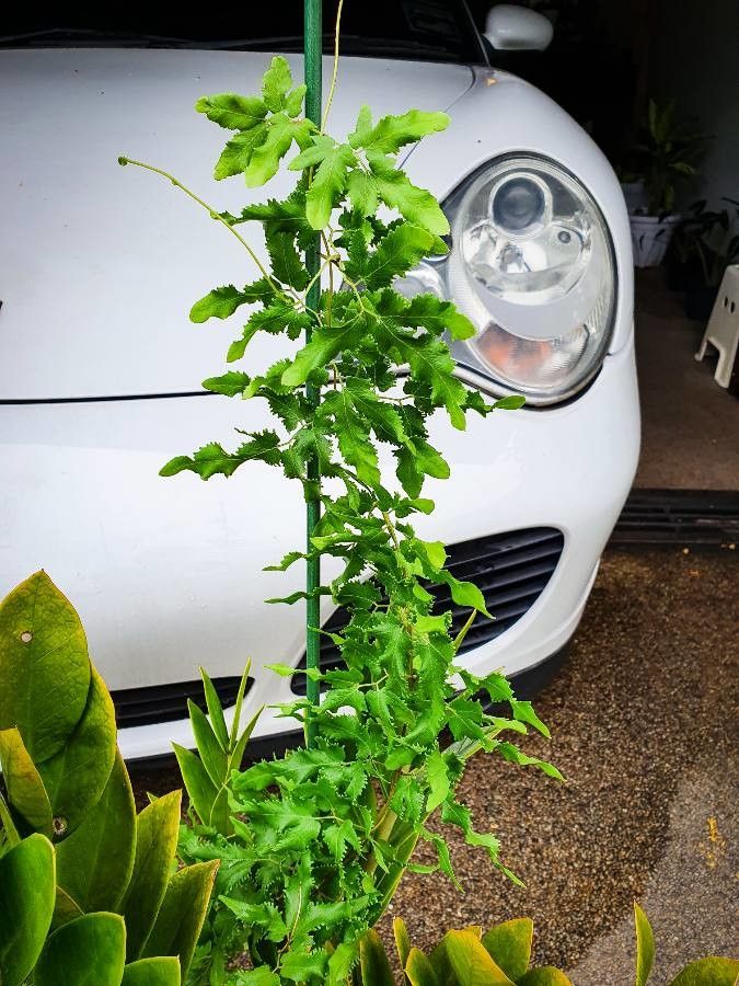 Lygodium flexuosum — related species from the same genus