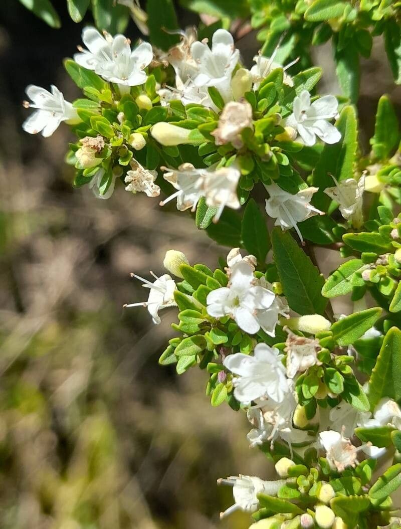 Clinopodium bolivianum flower
