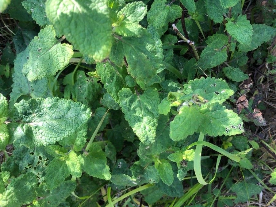 Scrophularia scorodonia leaf