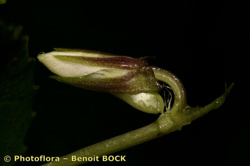 Viola anagae fruit