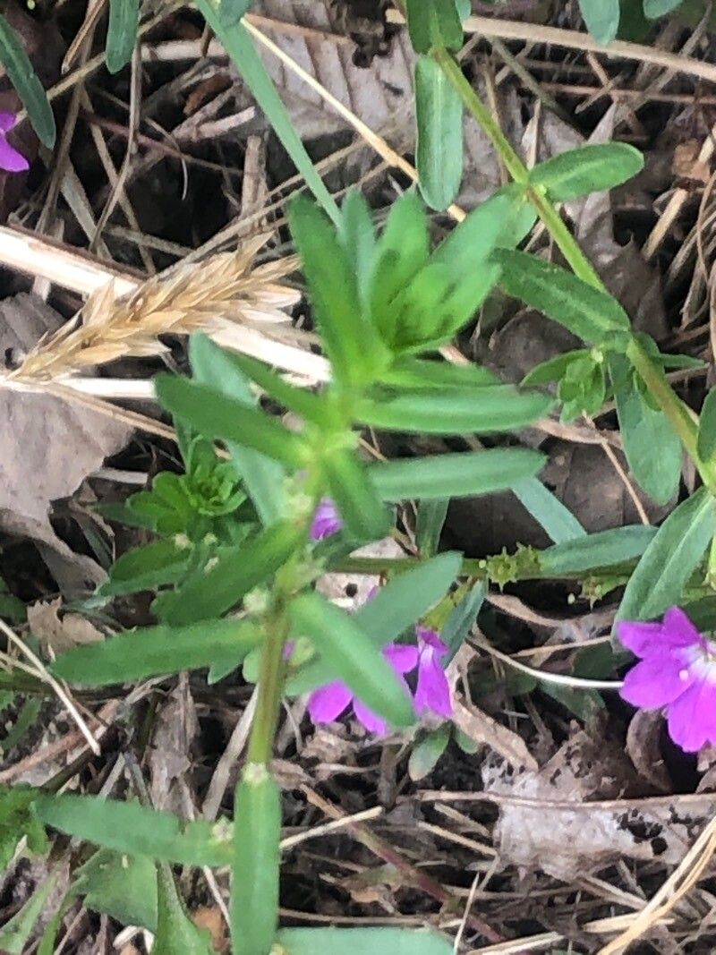 Lythrum junceum — search result for 'Lythraceae'