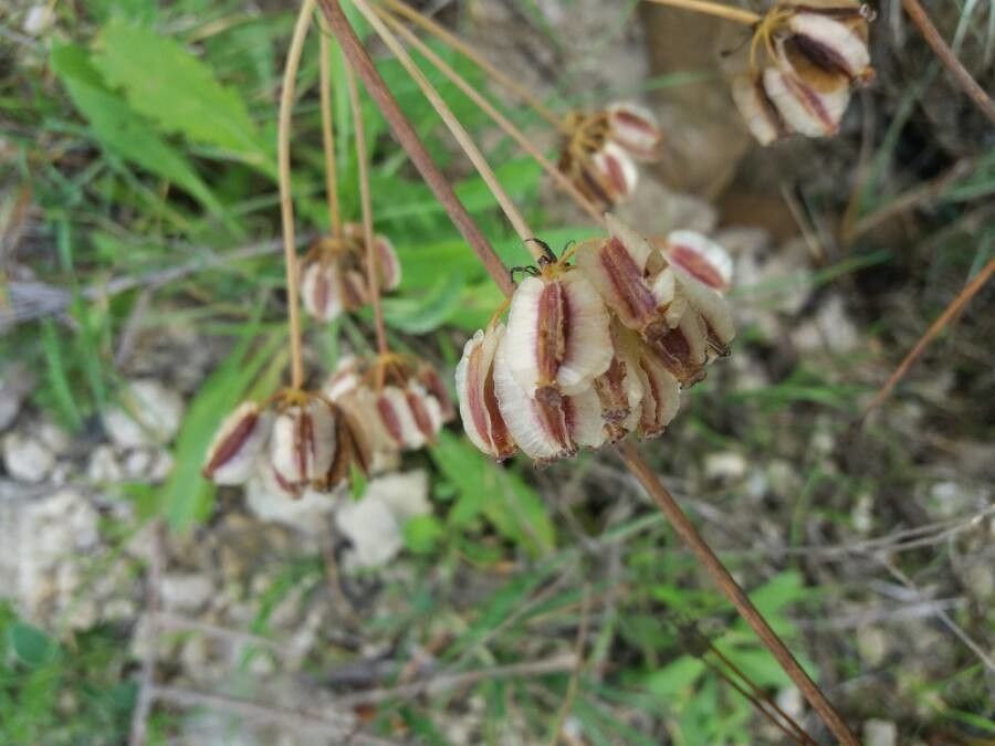 Thapsia villosa leaf