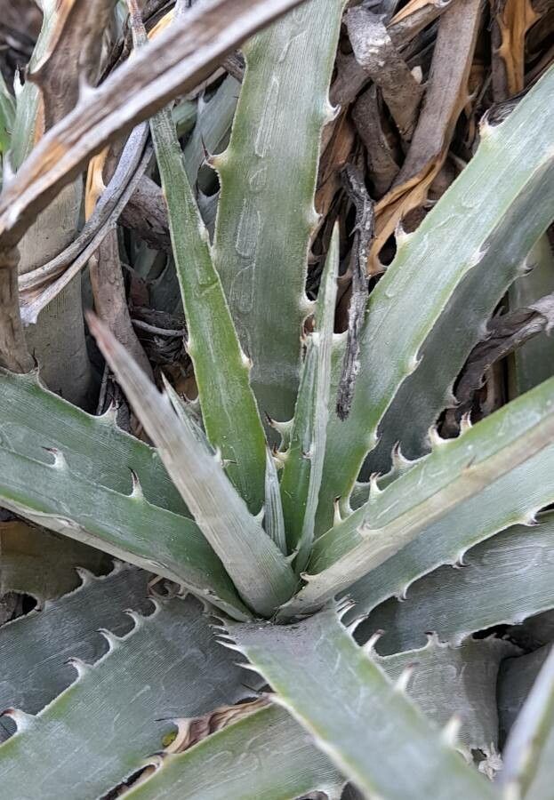 Bromelia urbaniana leaf