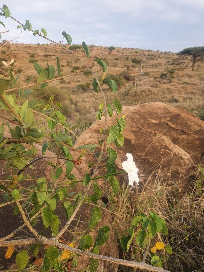 Ipomoea stenosiphon habit