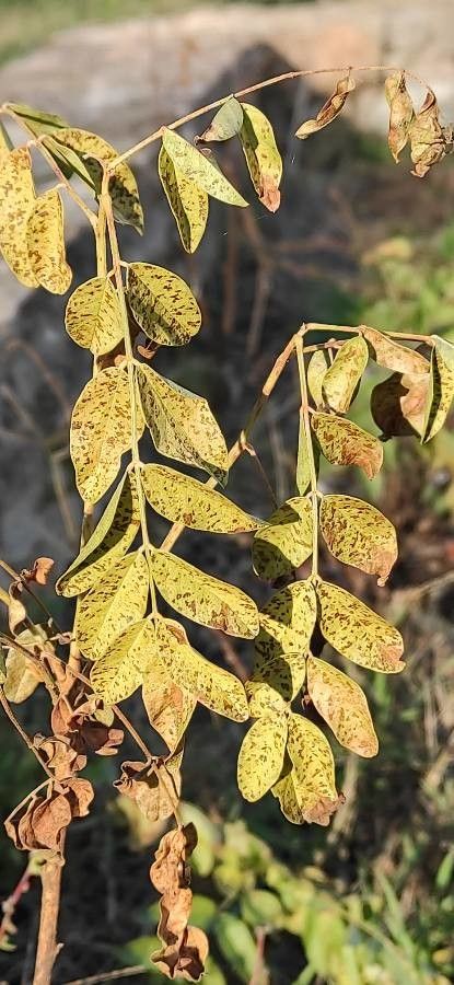Glycyrrhiza glabra — related species from the same genus