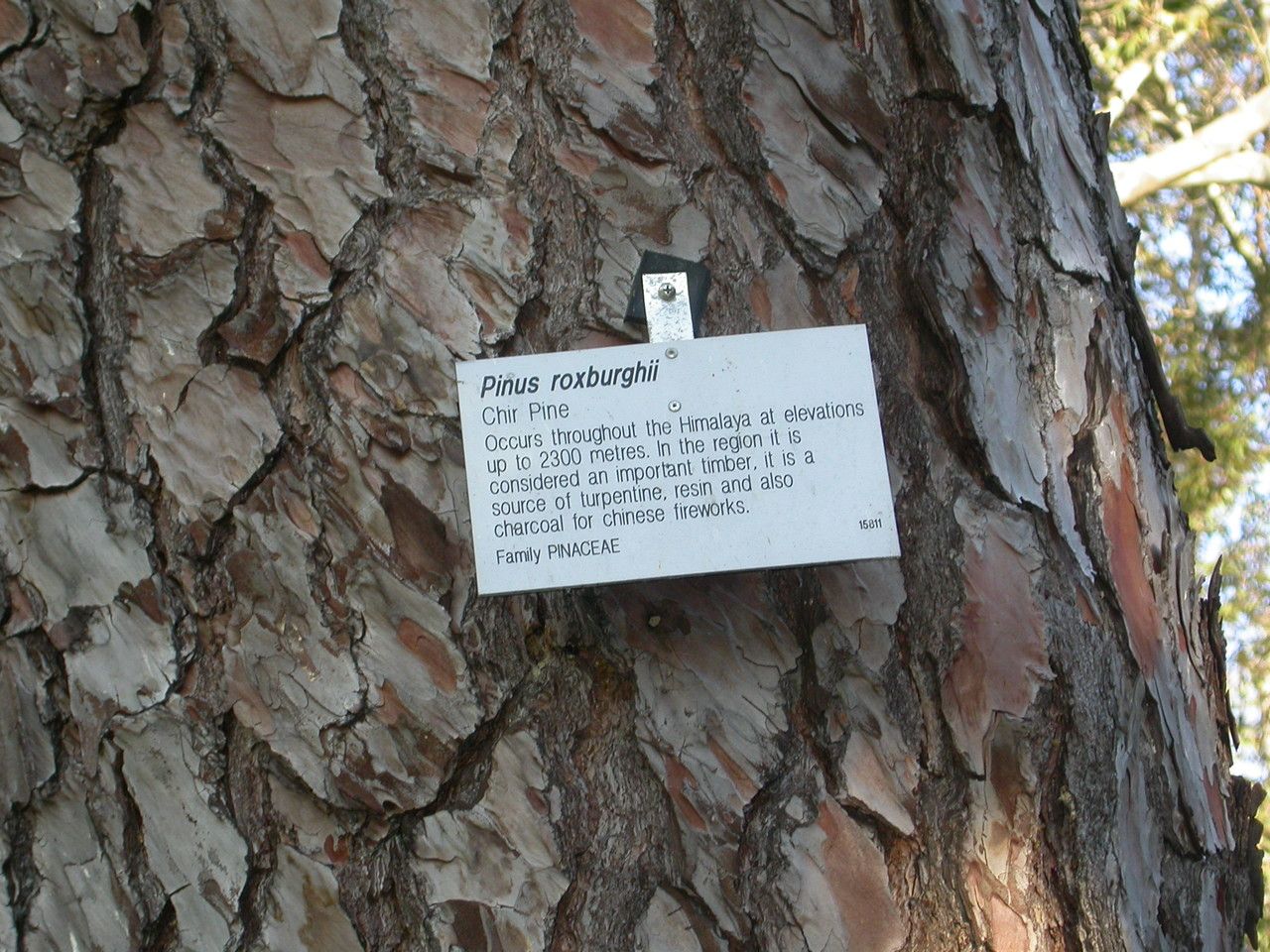 Pinus roxburghii bark