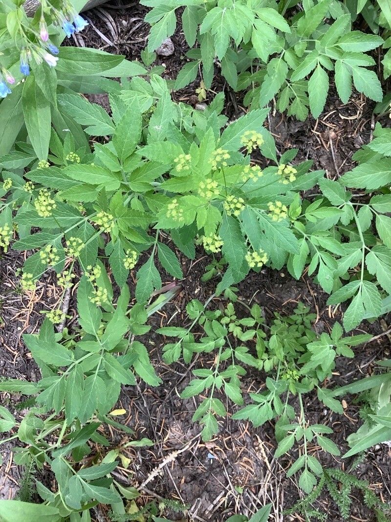 Osmorhiza occidentalis flower