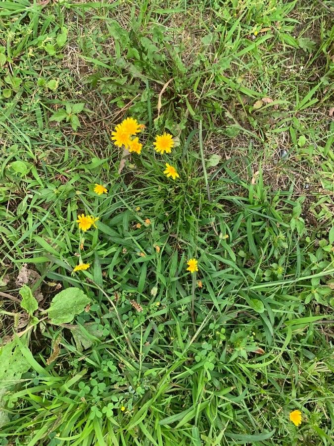Taraxacum carneocoloratum — search result for 'Taraxacum'