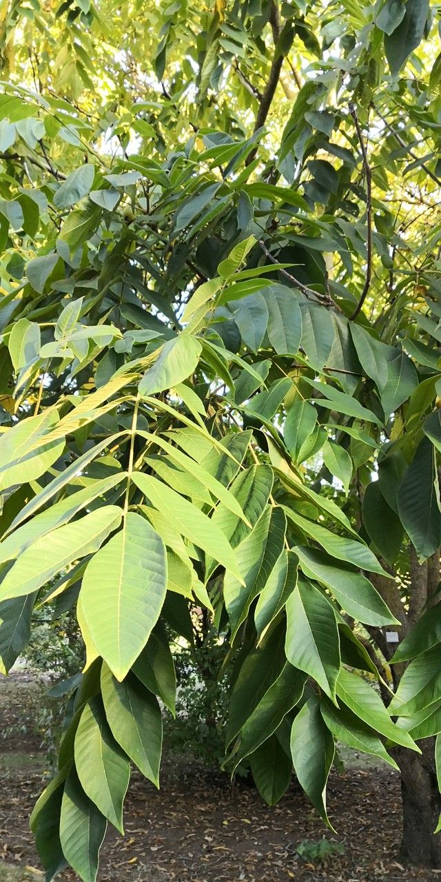 Juglans ailanthifolia leaf