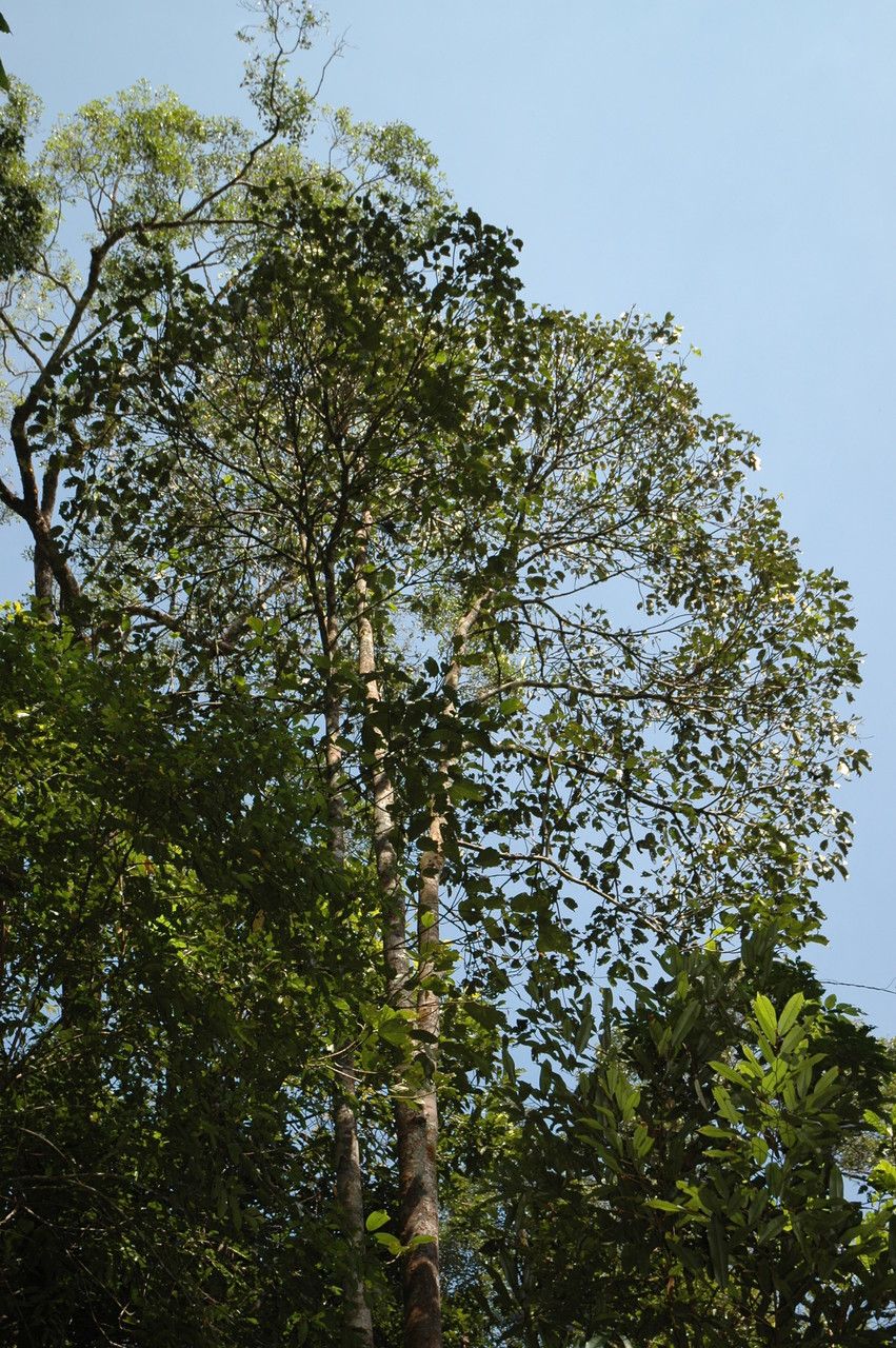 Bhesa indica — houseplant care guide