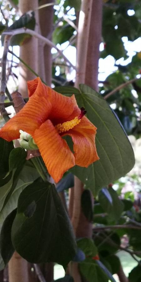 Hibiscus elatus flower