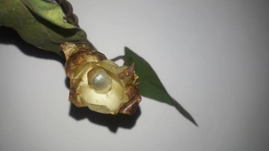 Operculina turpethum flower