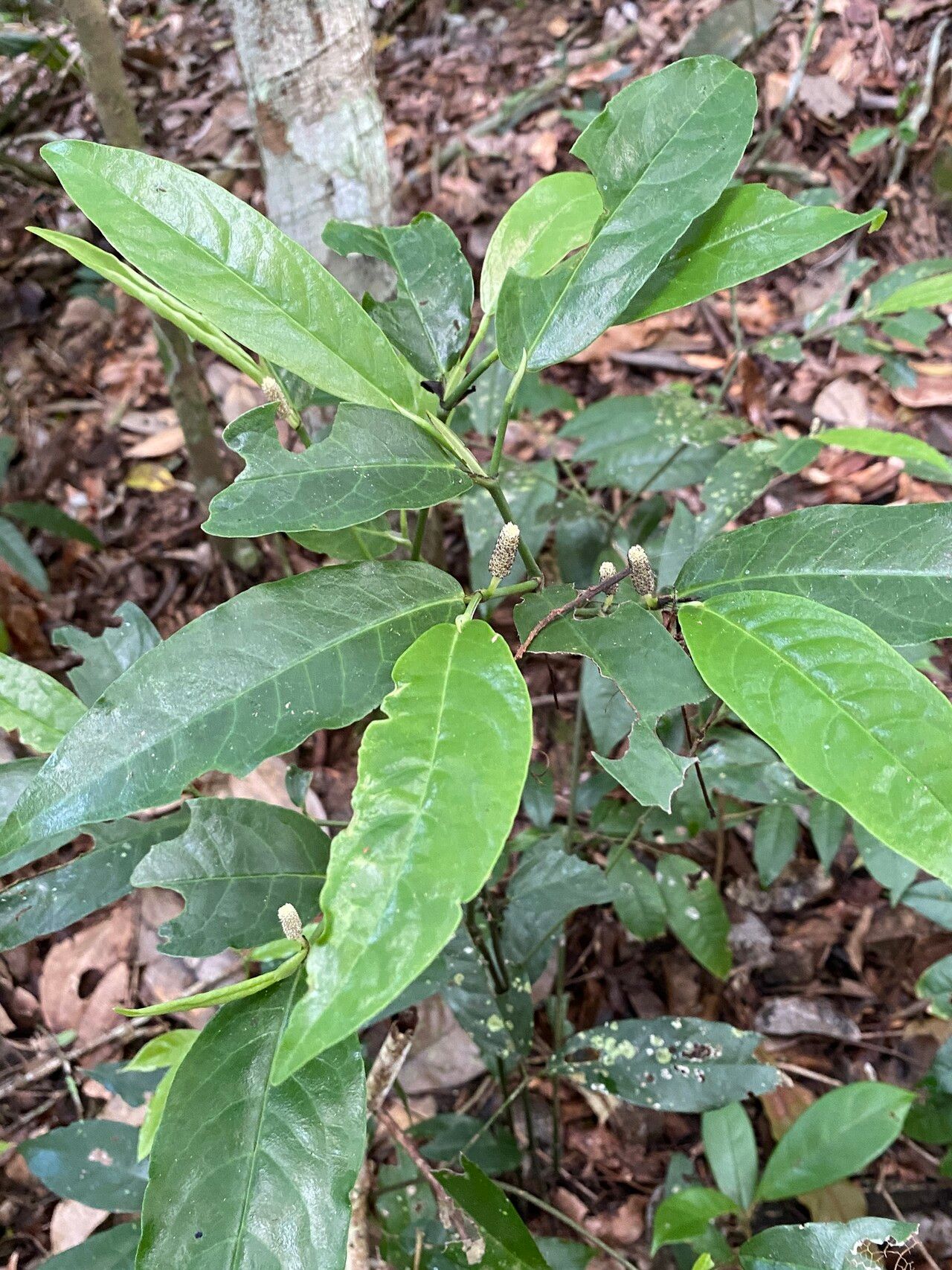 Piper anonifolium — search result for 'Piper'