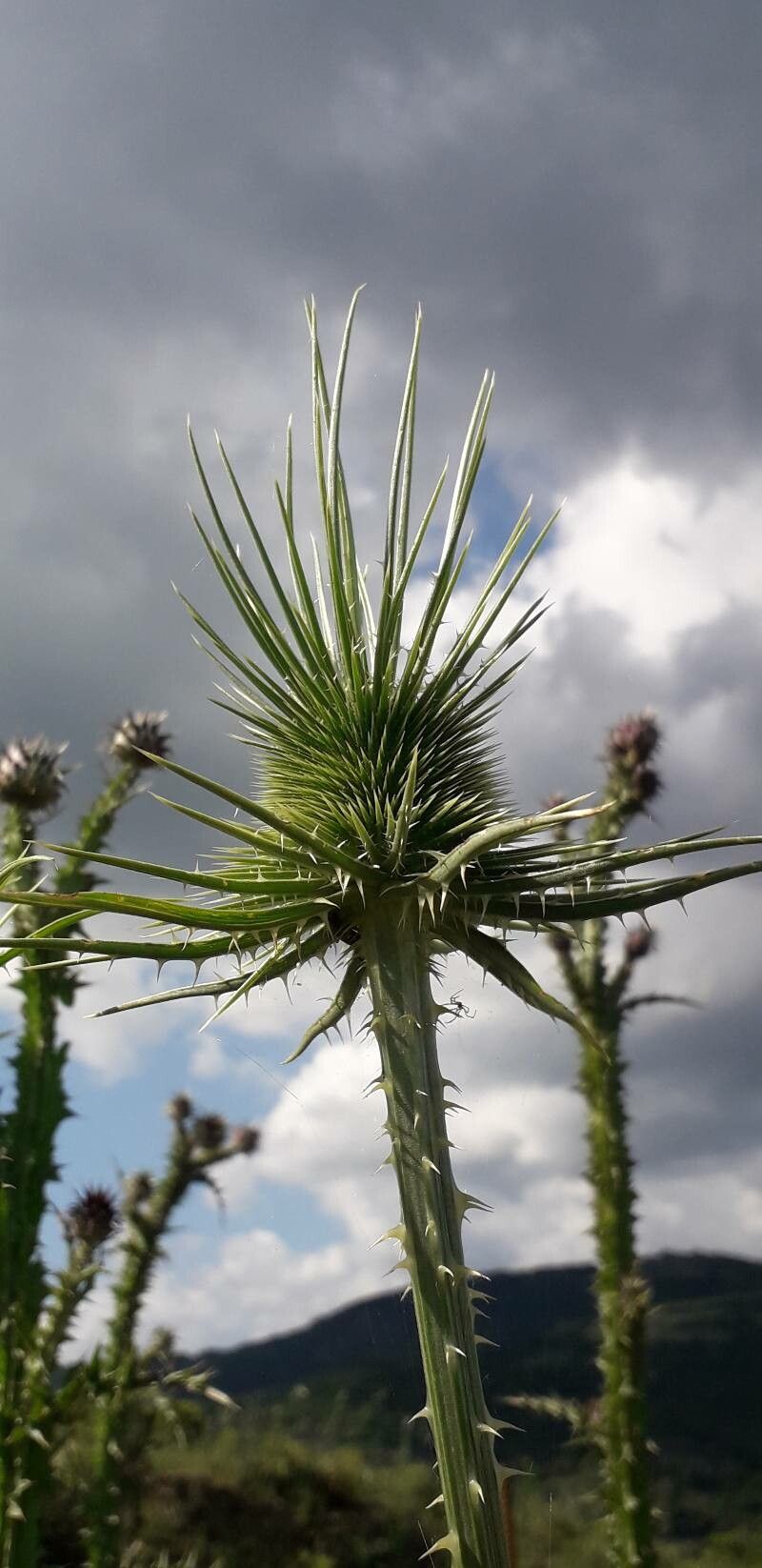 Dipsacus ferox — related species from the same genus