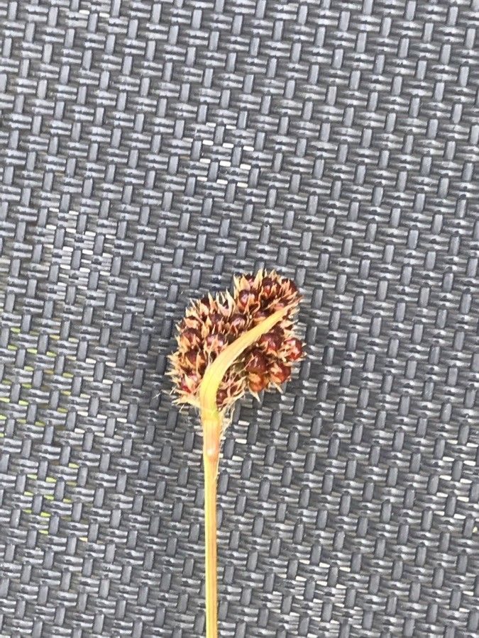 Luzula congesta fruit