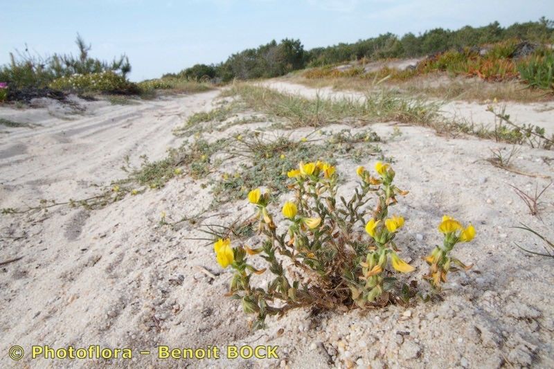 Ononis cintrana habit