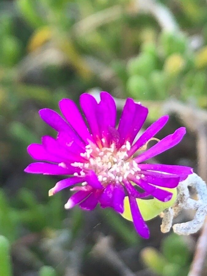 Drosanthemum floribundum flower