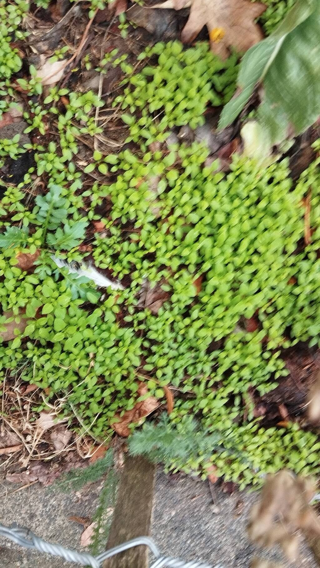Callitriche terrestris leaf