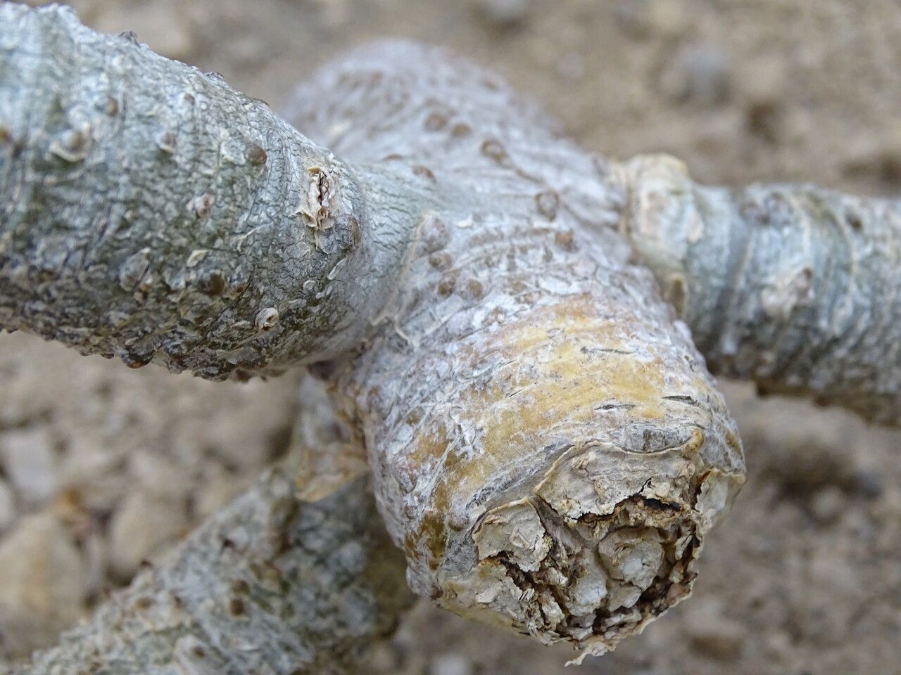 Euphorbia alfredii bark