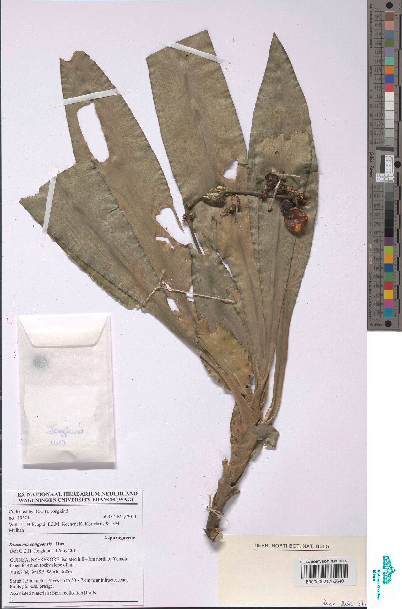 Dracaena congoensis — search result for 'Dracaena'