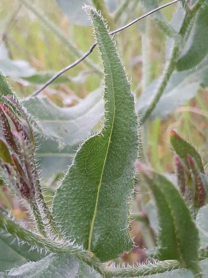 Anchusa italica — search result for 'Anchusa'