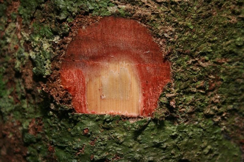 Quiina obovata other