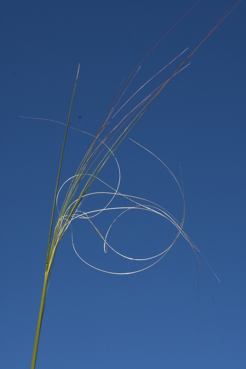 Stipa capillata fruit