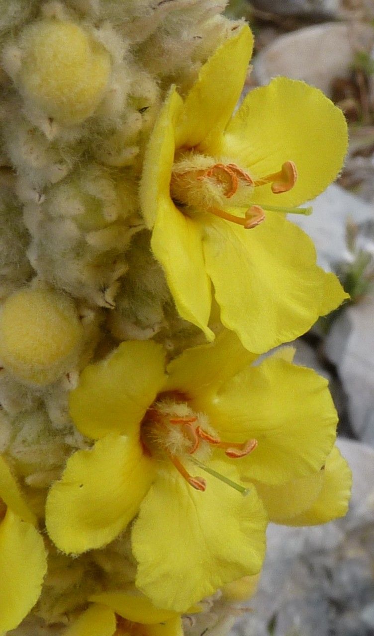 Verbascum giganteum flower