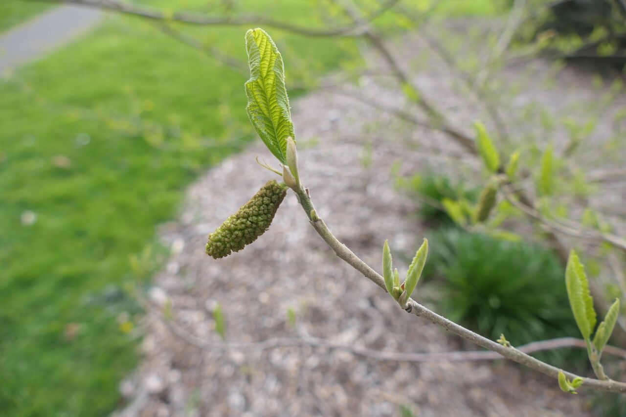 Sinowilsonia henryi flower