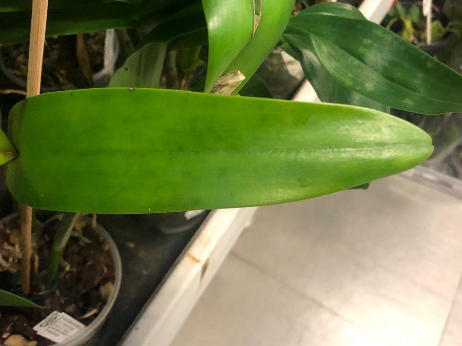 Guarianthe aurantiaca — related species from the same genus