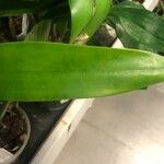 Guarianthe aurantiaca