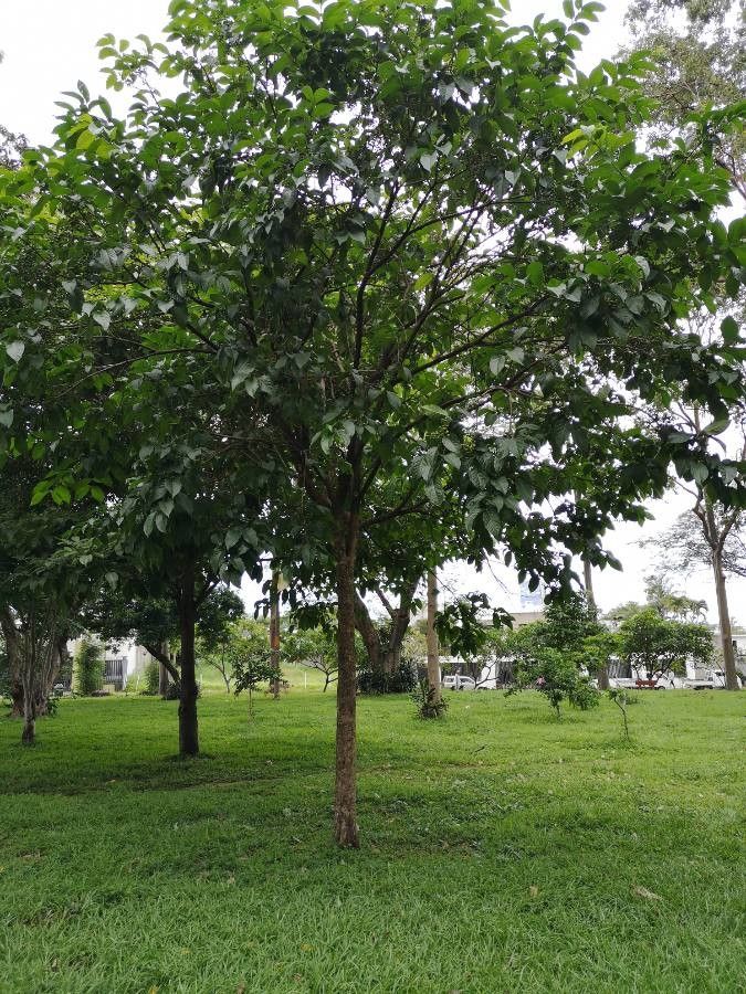 Bunchosia dwyeri other