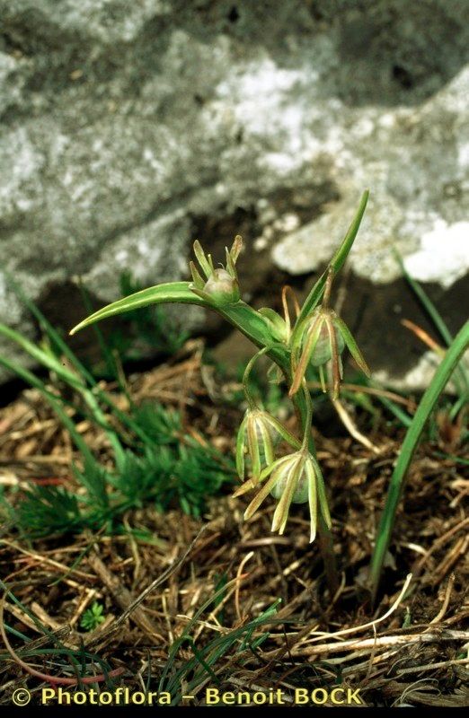 Gagea reverchonii other