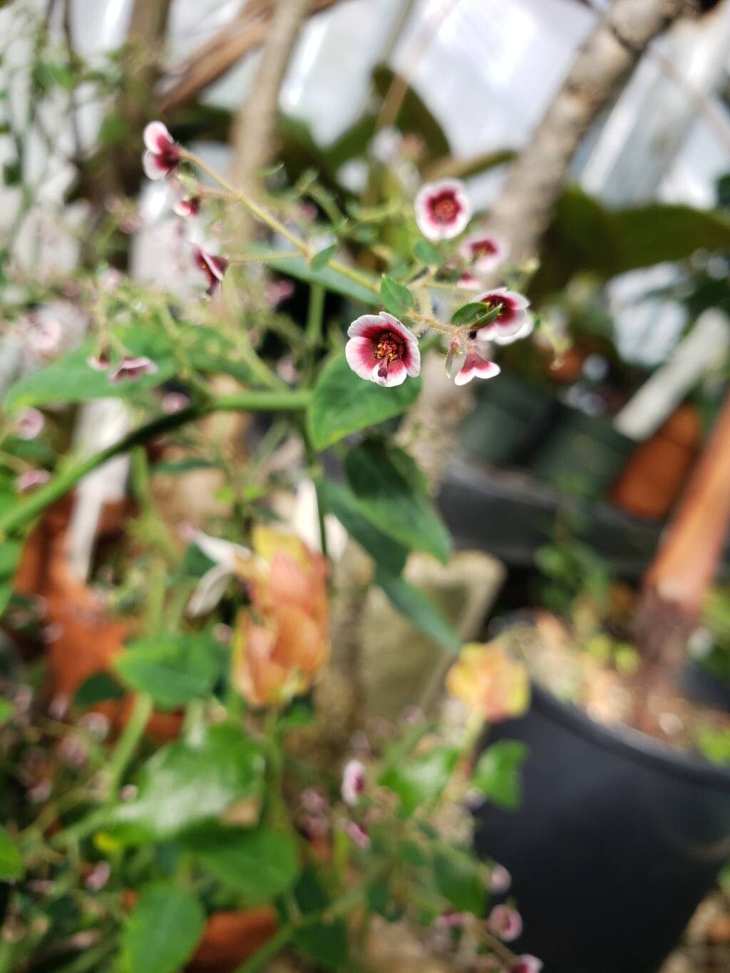 Euphorbia guiengola flower