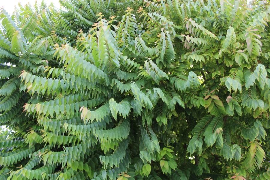 Averrhoa bilimbi — search result for 'Oxalidaceae'